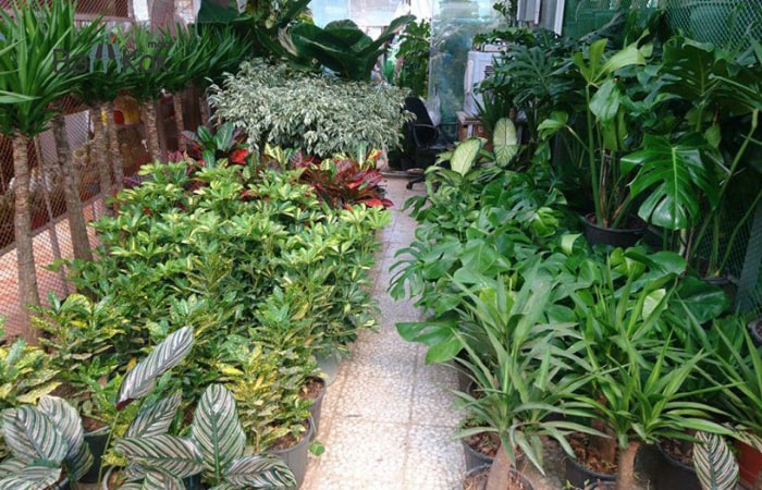 بازار گل آجودانیه
