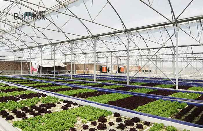 شرکت نهال رویش