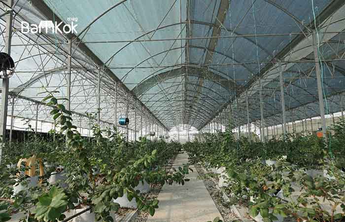 شرکت نهال رویش